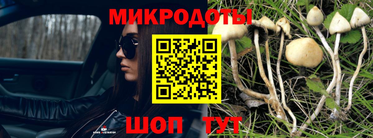 Галлюциногенные грибы Psilocybine cubensis Гай